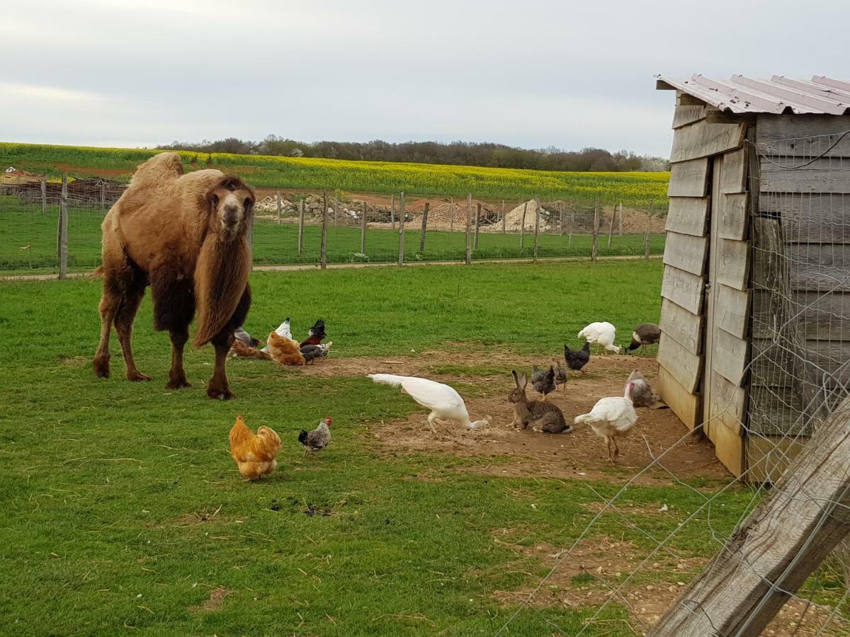 la ferme aux kangourous Donzy Extérieur photo